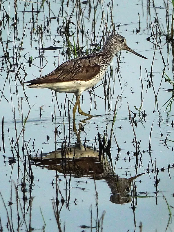 Common Greenshank thumbnail