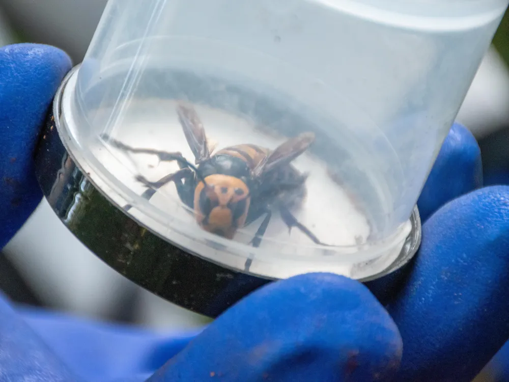 An image of an Asian murder hornet trapped in a plastic jar. The jar is being held by a gloved hand. 