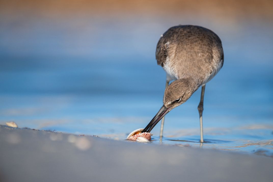 A willet pries open a marine gastropod. The Greek term “gastropod” literally means “stomach foot,” describing the animal’s two main anatomical features.