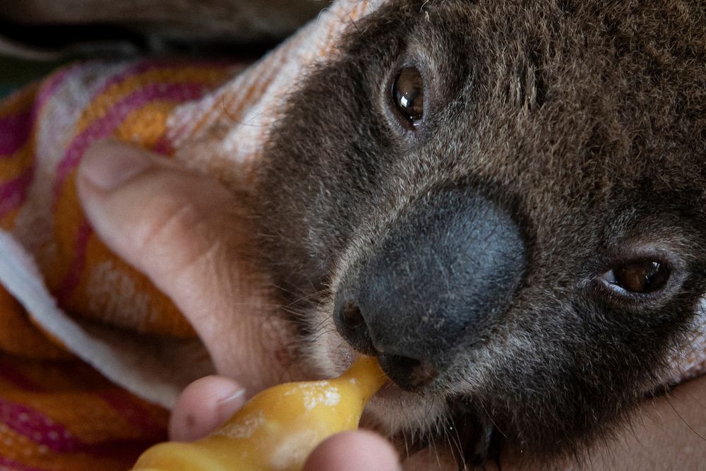 OPENERA young koala recovers at the wildlife park hospital.