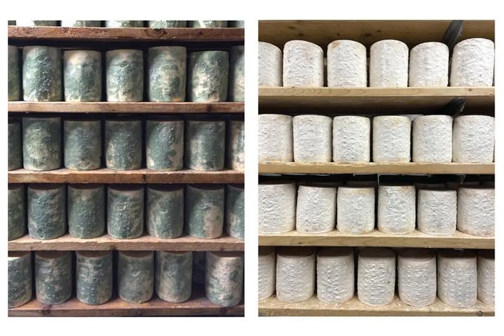left: green cheese wheels. right: white cheese wheels