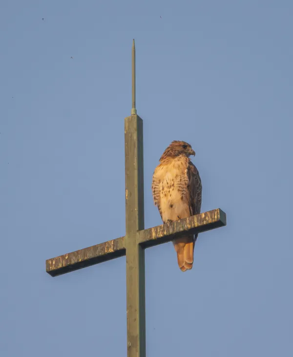 Guardian of the Cross thumbnail