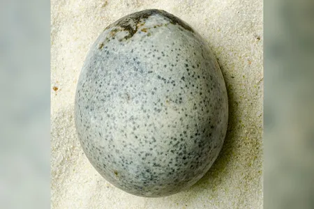 While the egg was found during excavations in 2010, researchers learned only recently that it still contains liquid.
