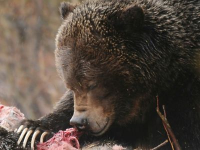The grizzly bear, known as No. 122, eating the corpse of a black bear.