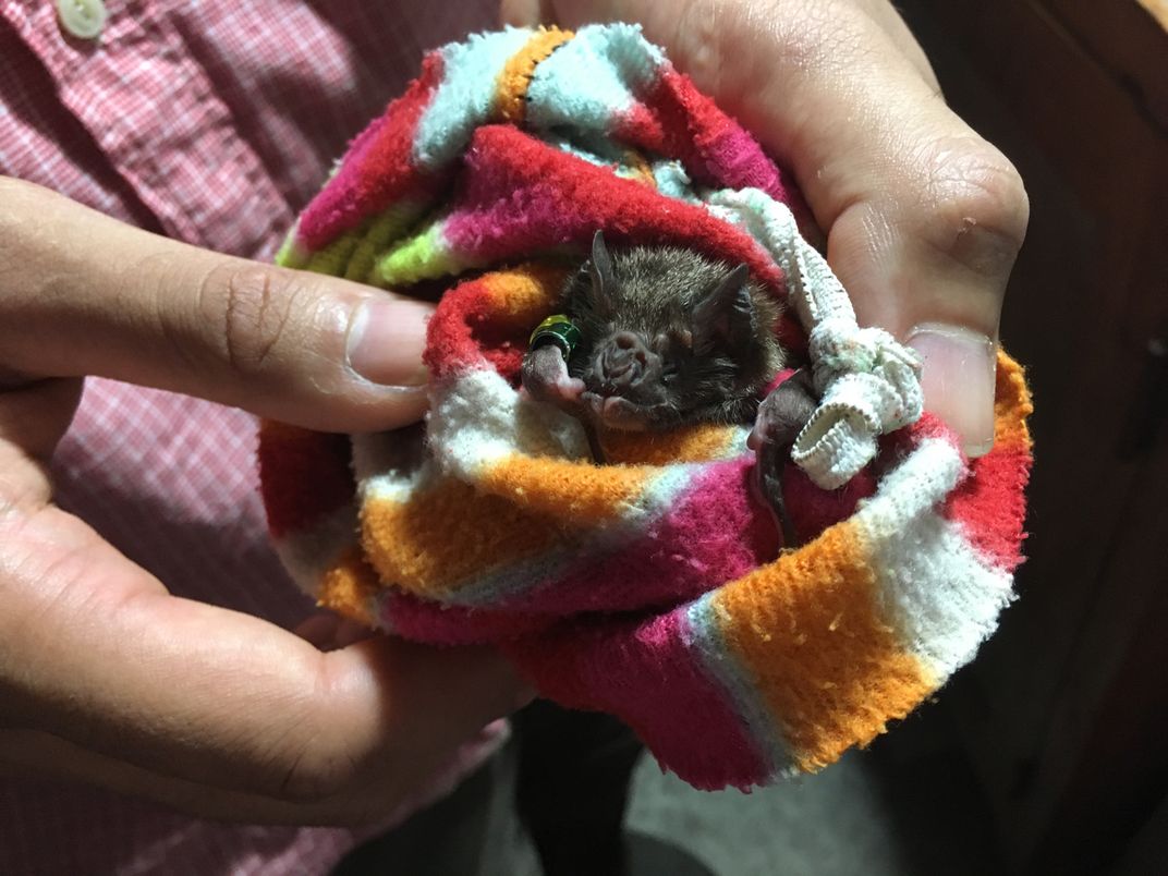 When Illness Strikes, Vampire Bat Moms Will Still Socialize With Their Kids