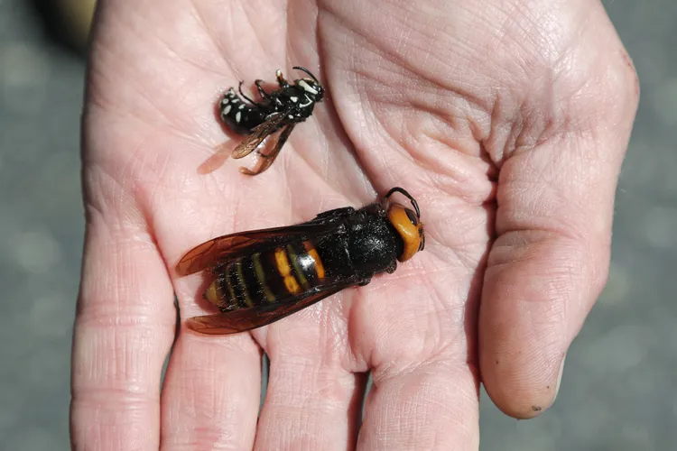 Giant Hornet and native bald-faced hornet