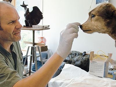 "It really is a miracle that he came in as good shape as he did," says taxidermist Paul Rhymer, who spent a month carrying out Owney's first restoration since he went on display.