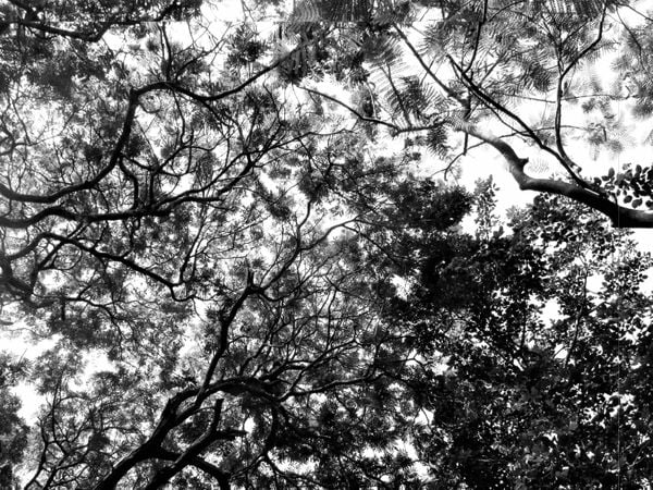 Tree top branches in Chennai, India, on university campus thumbnail
