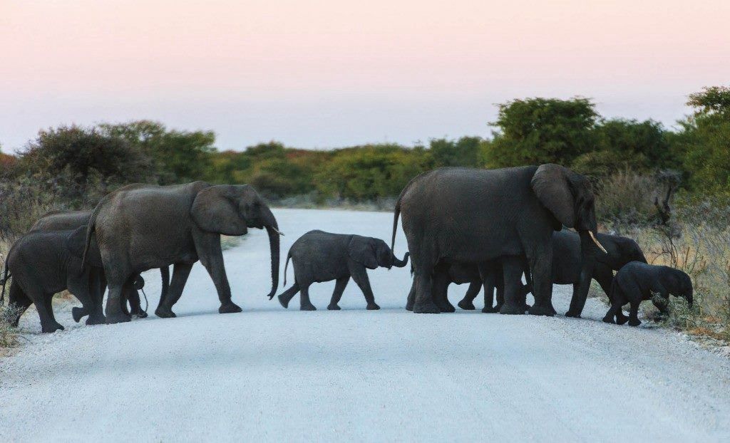 Botswana Elephants