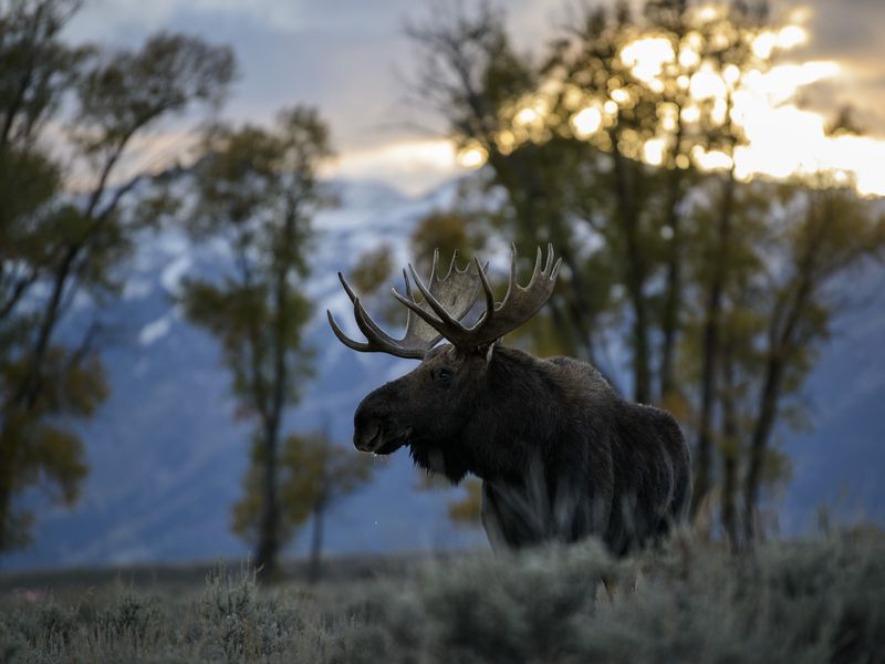 Bull Moose Poses at Sunset | Smithsonian Photo Contest | Smithsonian ...