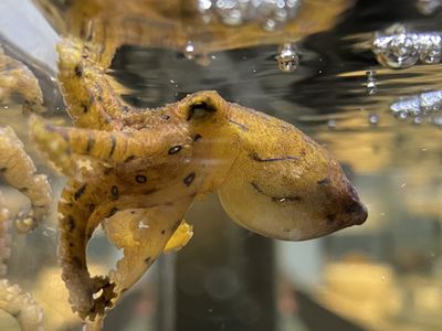 When they&#39;re alarmed, blue-lined octopuses display iridescent blue rings on their arms to ward off approaching predators.