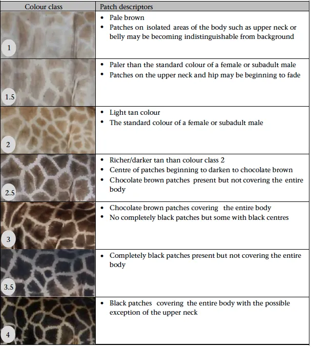 Color of Giraffes’ Spots Reflects Social Status, Not Age