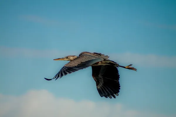 Great blue heron thumbnail