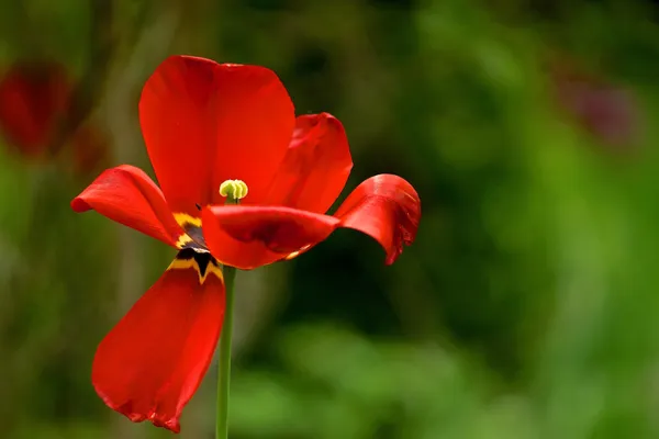 Open secret thumbnail