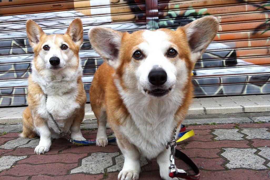 Dogs