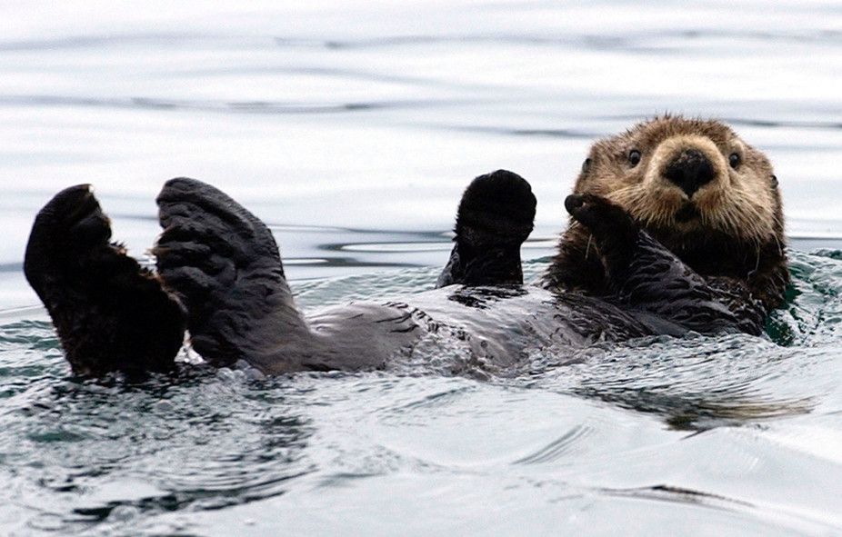 A sea otter floats in Kachemak Bay, Alaska.