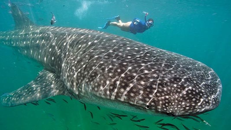 Swimming With Whale Sharks Science