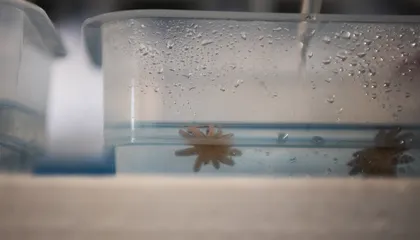 A Deadly Pathogen Decimated Sunflower Sea Stars. Look Inside the Lab Working to Bring Them Back by Freezing and Thawing Their Larvae