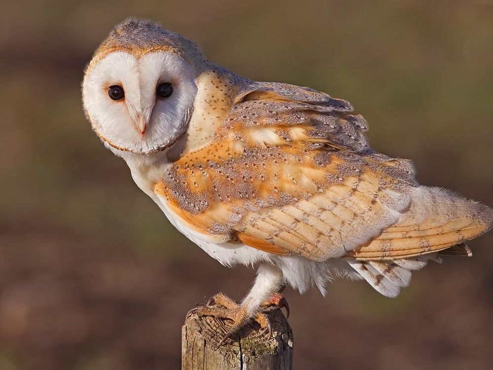 Barn_Owl,_Lancashire.jpg