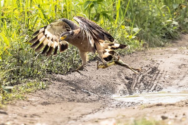 Serpent Eagle captured two Frog while they are mating into puddle on forest path thumbnail