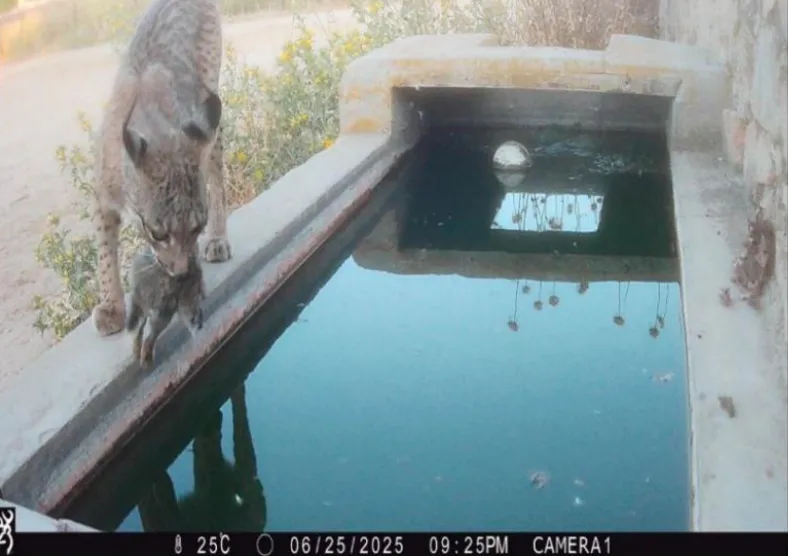 a lynx carrying a rabbit in her mouth walks on the edge of a water trough