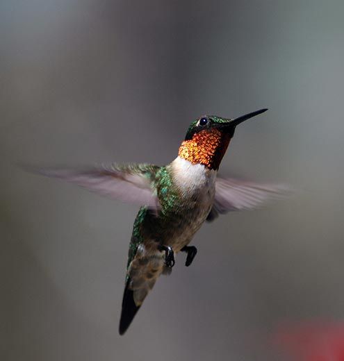 Hummingbird in flight