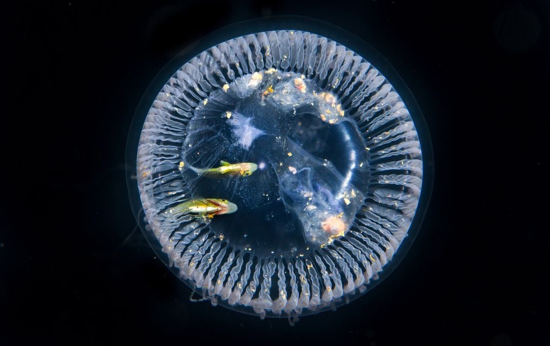 A couple of juvenile fish take shelter underneath the jelly’s umbrella