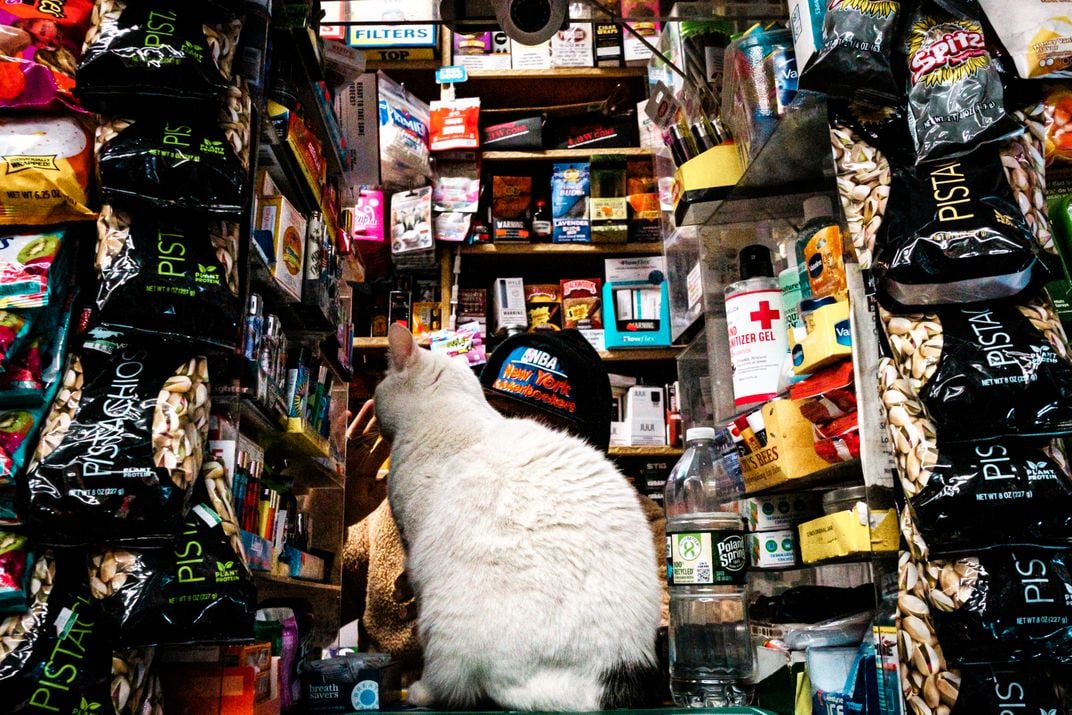 a cat sits at corner store counter