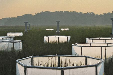 Wetlands at the Smithsonian Environmental Research Center.