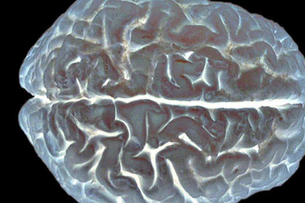 In primates, brain size correlates with group size.