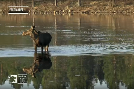 Last year, nine million viewers tuned in to watch&nbsp;&ldquo;The Great Moose Migration&rdquo; in Sweden.
