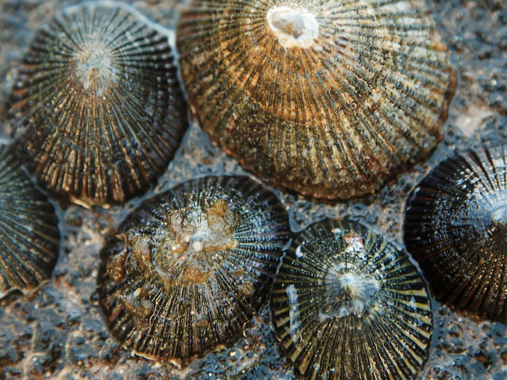 limpet