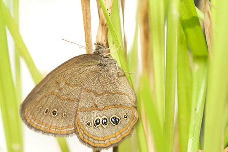 The St. Francis Satyrs now number around 1,000 and are found in an area of less than 20 acres.