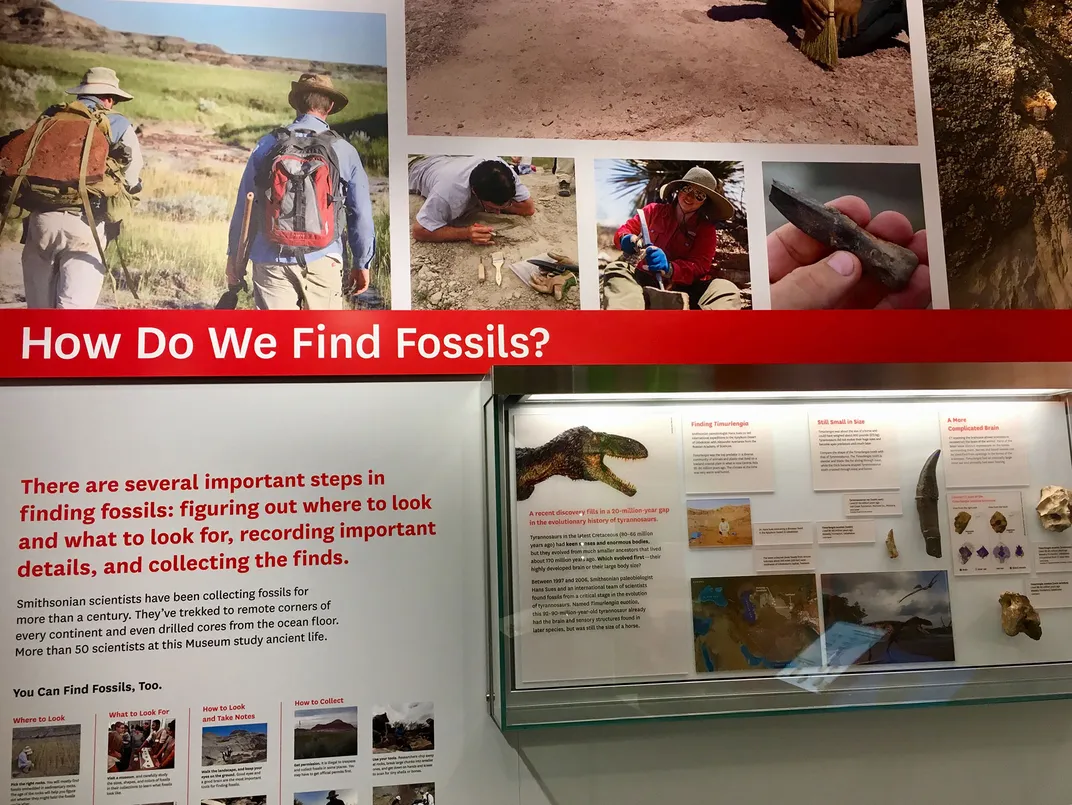 How Do Paleontologists Find Fossils?