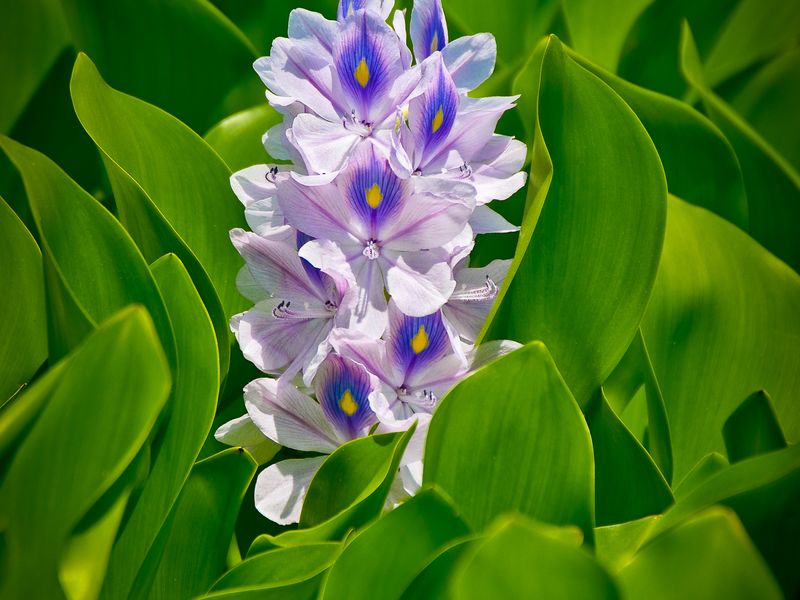 Water Hyacinth Smithsonian Photo Contest Smithsonian Magazine