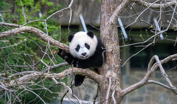 Giant panda cub Xiao Qi Ji in a tree with his tongue sticking out