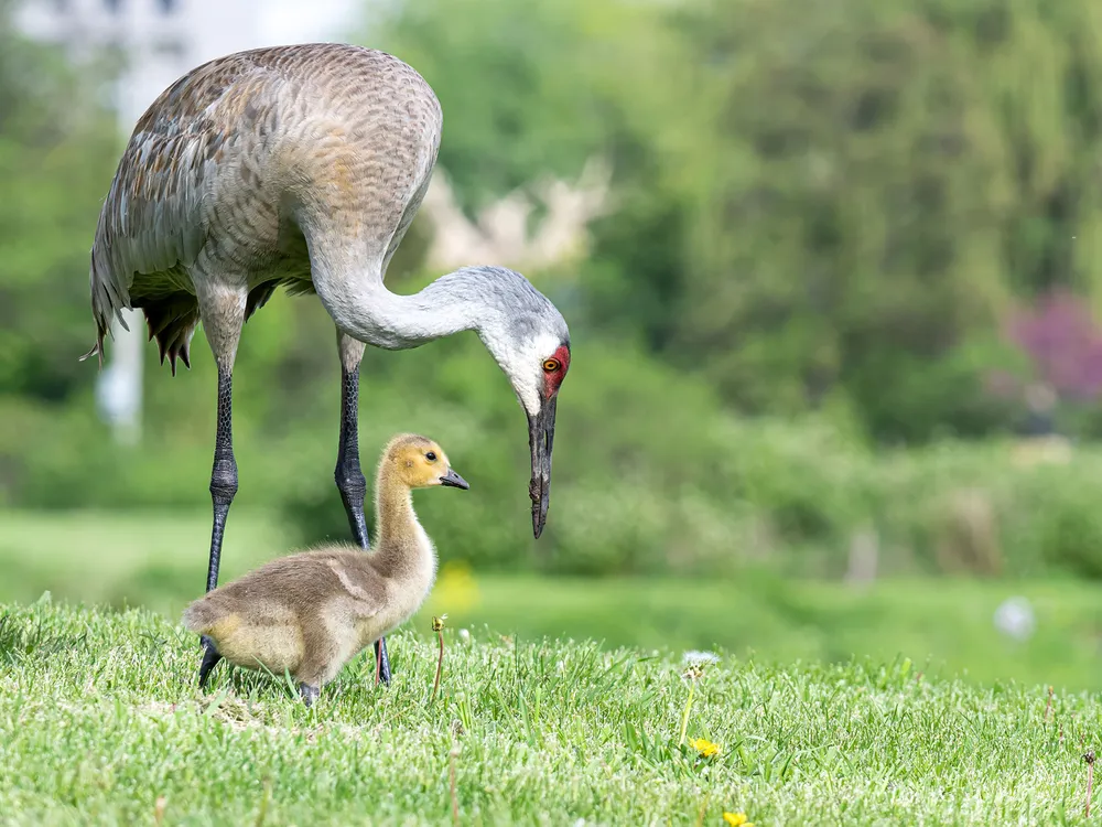 Sandhill Crane and Gosling