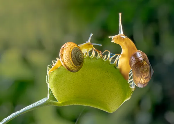 Snail 4 thumbnail