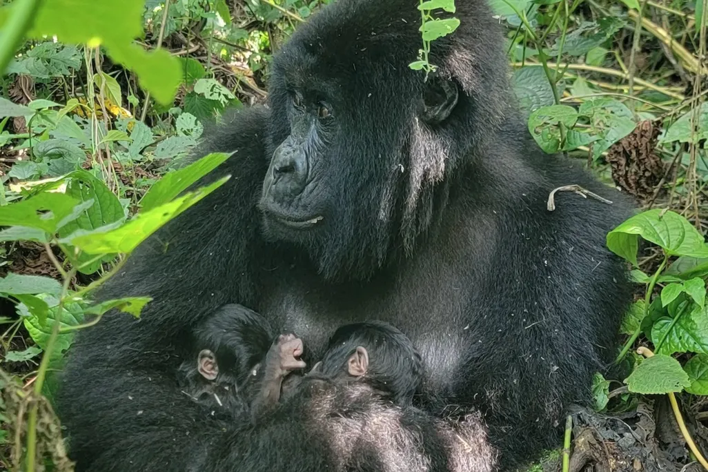 A gorilla mother holding two babies