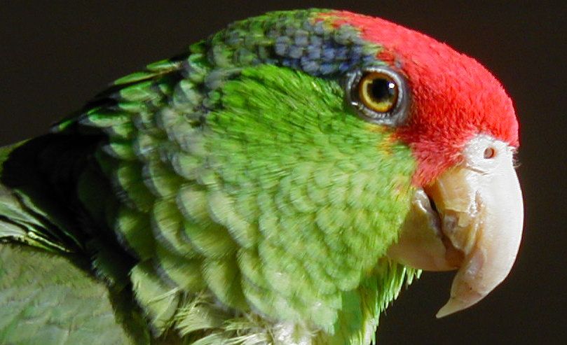 Red-Crowned Parrot