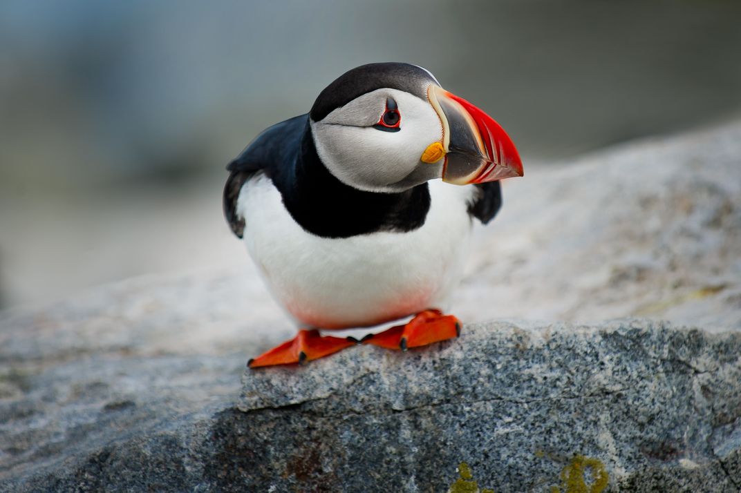 A puffin crouches down on a rock and looks to the side, showing off their bright beak.