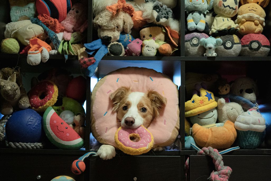 A dog surrounded by lots of toys