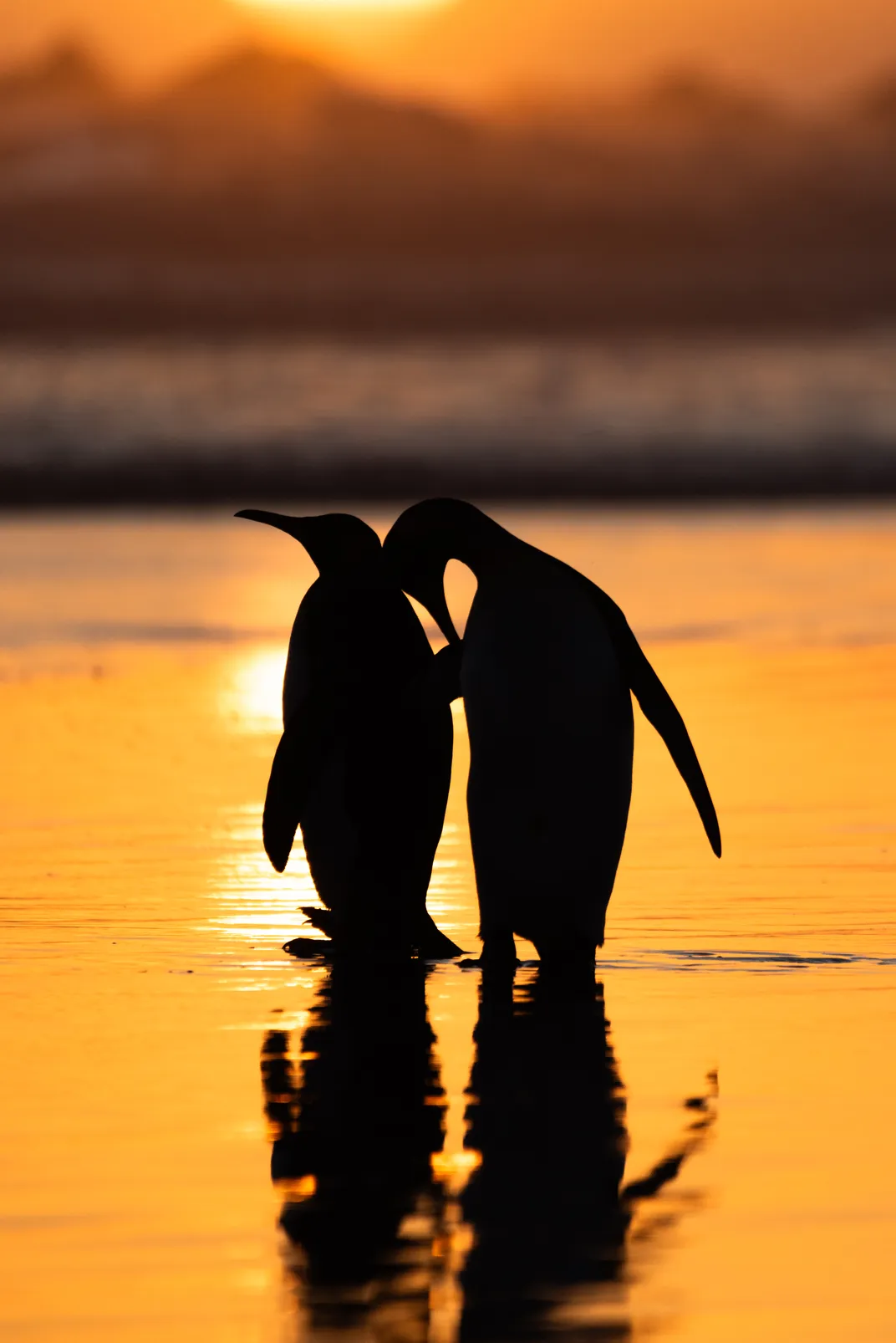 5 - Two penguins stand flipper-in-flipper during a spectacular sunrise.