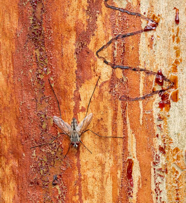 A fly on a Scribbly-gum tree thumbnail