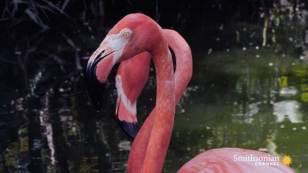 Preview thumbnail for These Dancing Flamingos Know How to Draw Attention