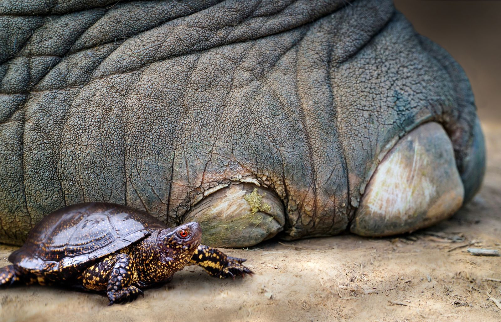 Turtles May Have Been Tasty Snacks for Neanderthals 125,000 Years Ago. But Their Shells Were Probably the Real Prize