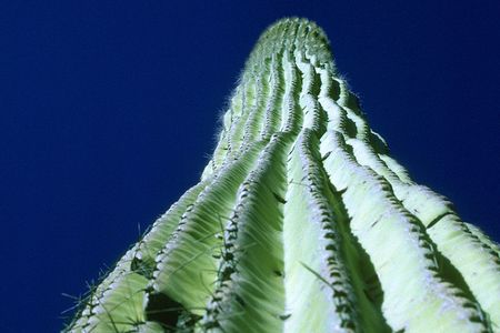 A green ridged cactus towers vertically over the camera with a deep blue sky in the background