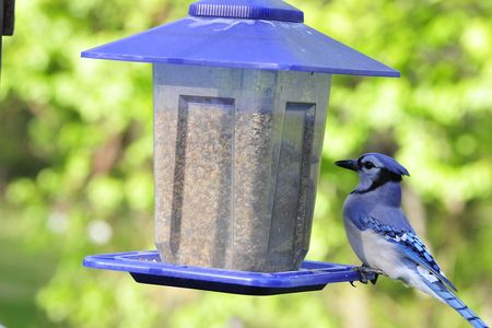A blue jay photographed at a bird feeder. Fledgling blue jays and grackles in D.C., Virginia, Maryland and West Virginia have been dying of a mysterious ailment since late May. 