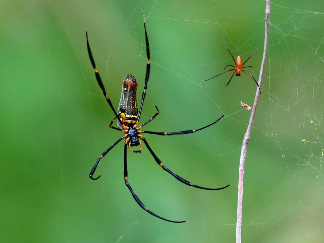Fourteen Ways That Spiders Use Their Silk