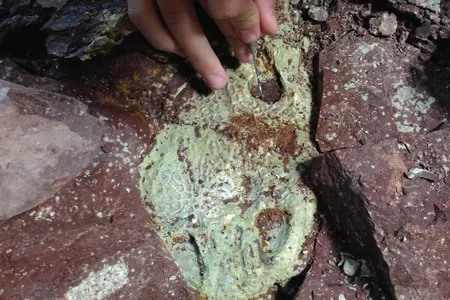 A skull of the Triassic amphibian Buettnererpeton bakeri&nbsp;gets uncovered for the first time in 230 million years. Researchers found it in a cache of skeletons that were well-preserved and appear to be relatively undisturbed over time.